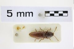 Foto (Dorsalansicht) von Glyphonyx ruficaudis (NHMW-ZOO-COL-0008487)